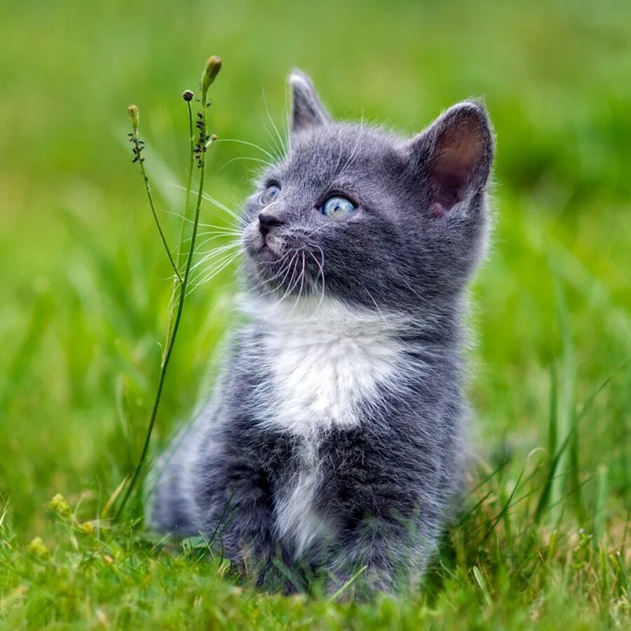 Включи какие то котики