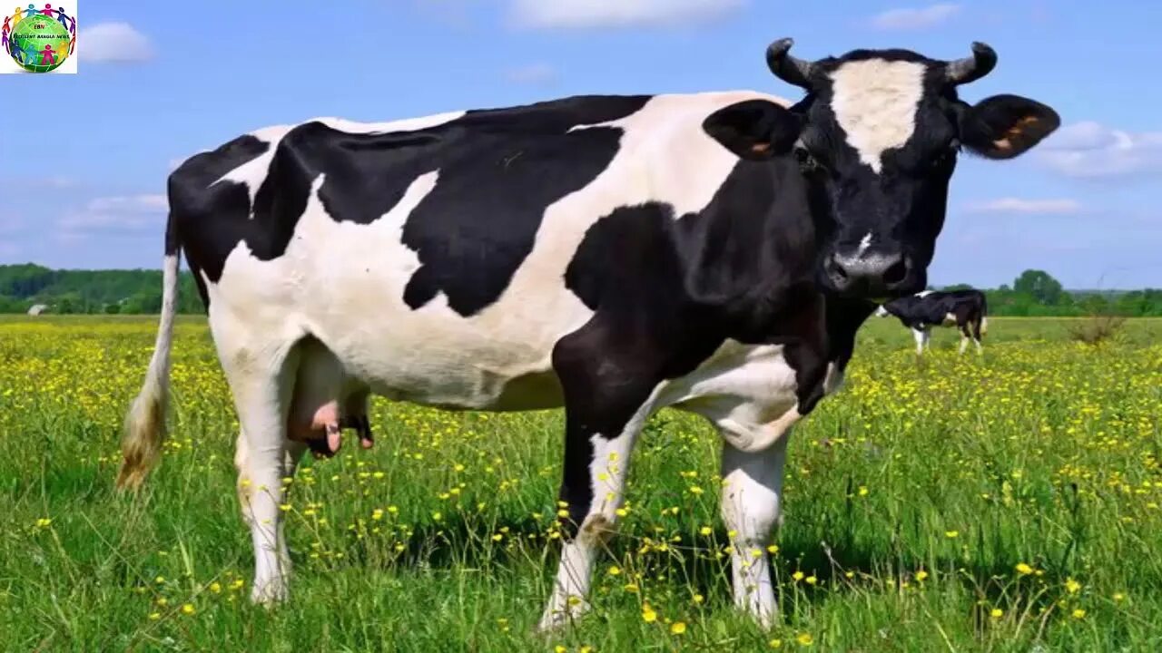 Now cow. Now cow