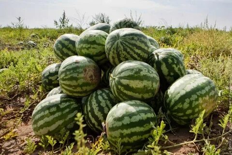 Поволжье арбузы