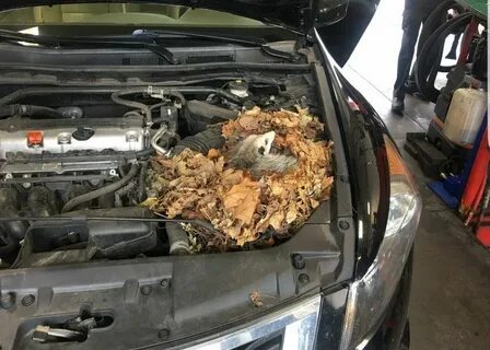 Звук под капотом