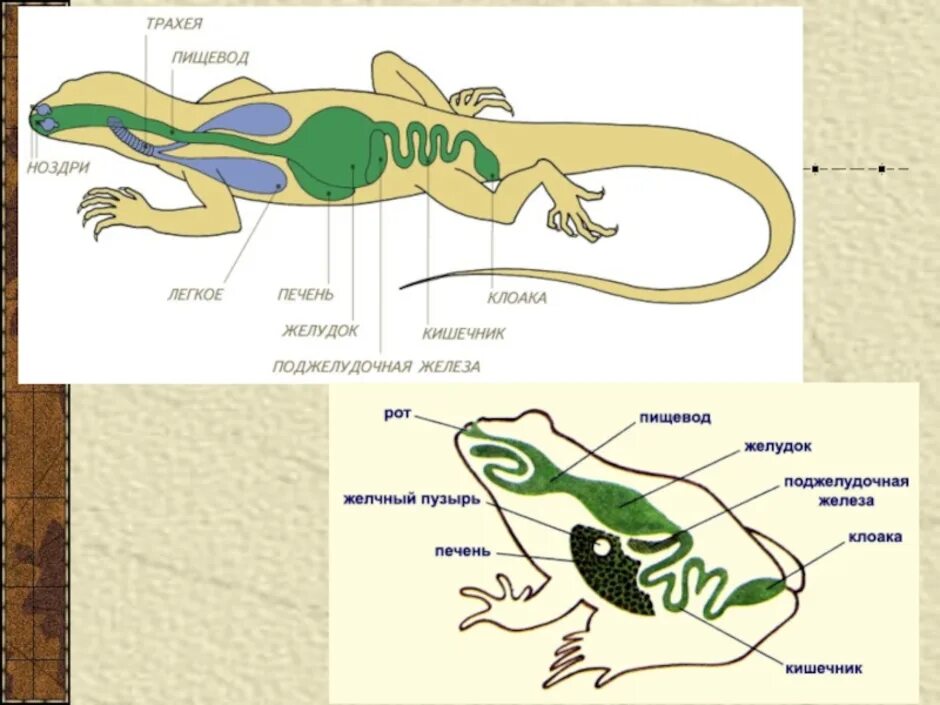 Дыхание рептилий и амфибий. Внутреннее строение пресмыкающихся схема. Гребенчатый Тритон внутреннее строение. Внутреннее строение ящерицы пищеварительная система. Органы пищеварительной системы у рептилий.