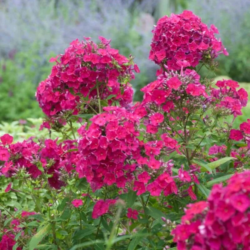 флокс (phlox tenor). флокс метельчатый 'tenor'. флокс (phlox tenor). флокс метельчатый тенор. флокс тенор 95 43.