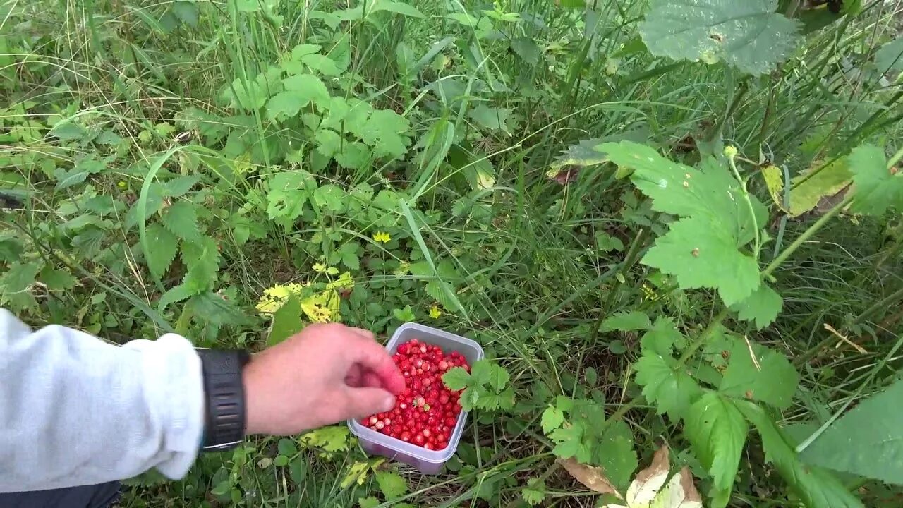 Приспособа для сбора клубники. Сбор земляники. Приспособление для сбора земляники. Приспособление собирать землянику. Земляника где собрать