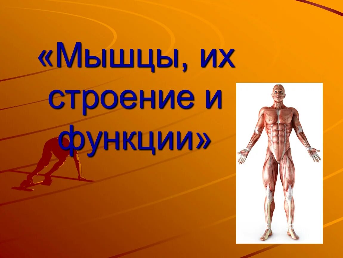 Мышцы как они работают. Мышцы их строение и функции. строение мышц урок. урок мышцы и их функции.. мышцы урок 8 класс.