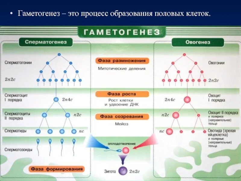 Особенности гаметогенеза