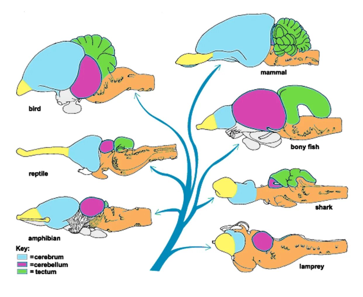 Brain fish. Строение головного мозга хордовых. Строение головного мозга у животных различных классов позвоночных. Эволюция головного мозга. Мозг разных животных.