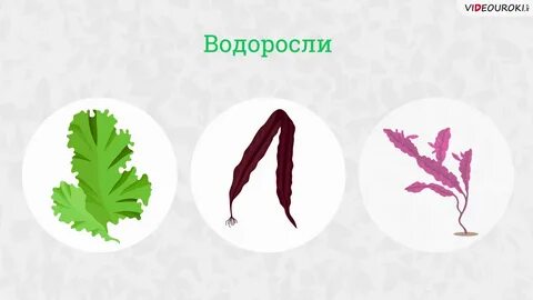 Красная водоросль биологическая группа