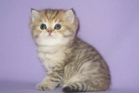 Именно кошки