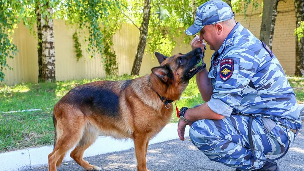 Собаки используемые в полиции. Немецкая овчарка ищейка. собака ищейка полицейская. немецкие овчарки в полиции. полицейская овчарка.