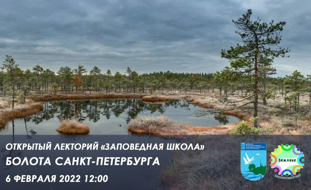 Петербург на болоте. Болота Санкт-Петербурга. Болота СПБ. Болота под Питером.