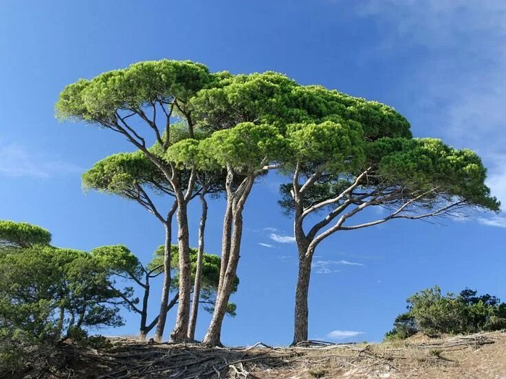 Пиния дерево фото 5 Amazing Adaptations of Pyrophytic Plants Britannica