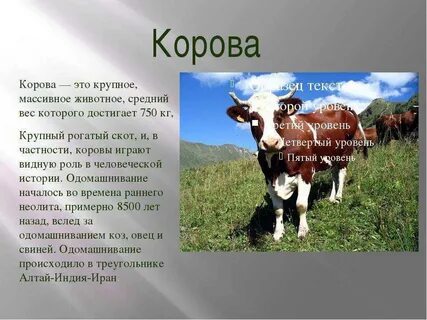 Корова краткое описание