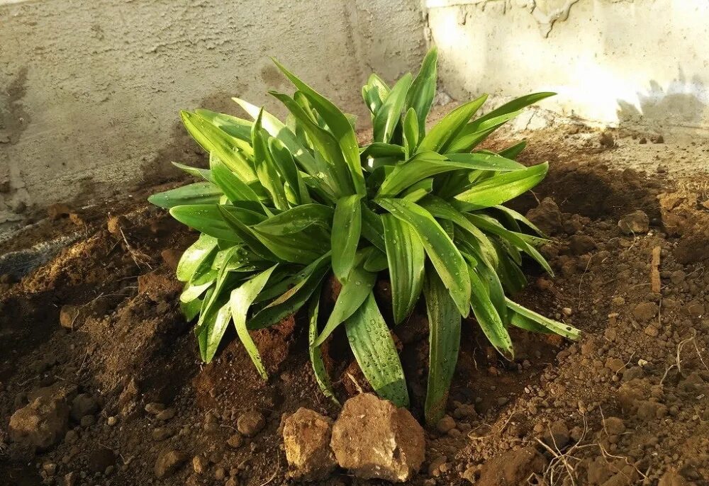 листья белой лилии. ростки лилии весной. листья лилейных. какие листья у лилии. какие листья у лилии.