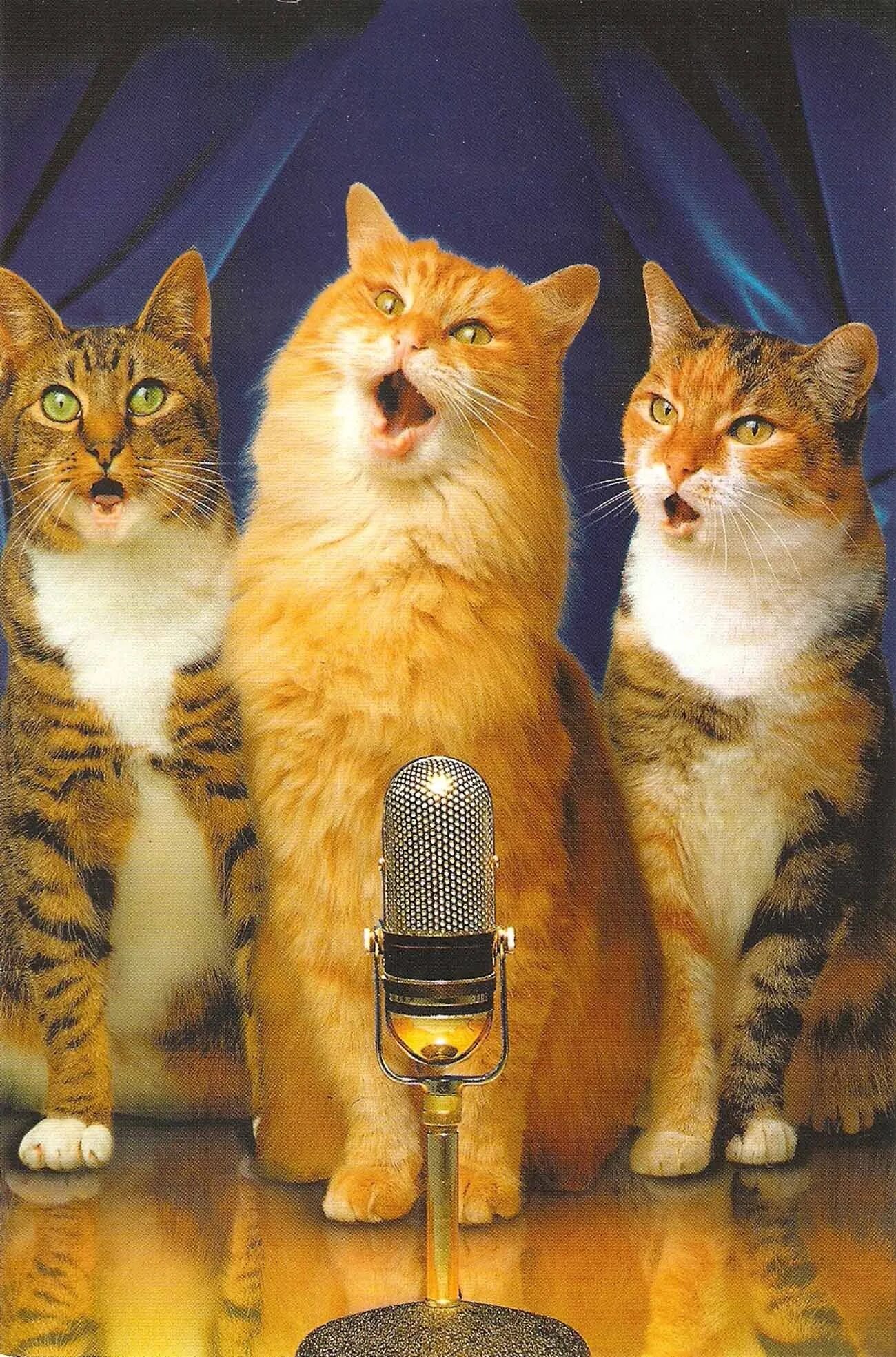 Кот поет. Поющие коты. Коты с микрофоном. Кот поет в микрофон. Cats can sing