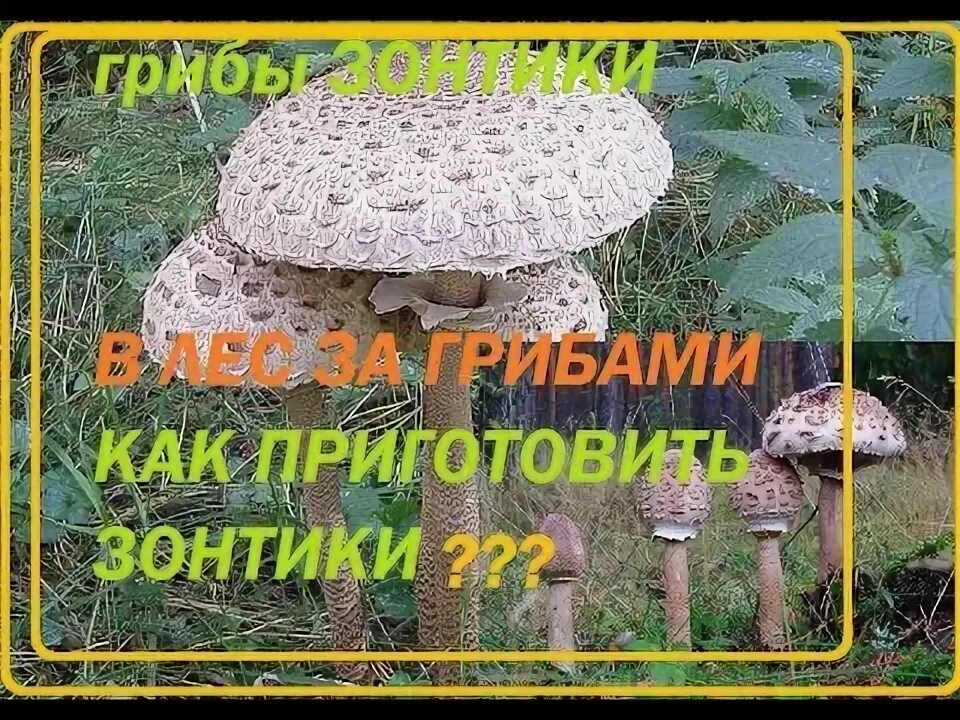 Как приготовить зонтик пестрый. Костик и гриня пестрый зонтик. Гриб-зонтик пёстрый. Гриб-зонтик конрада. Гриб-зонтик съедобный.
