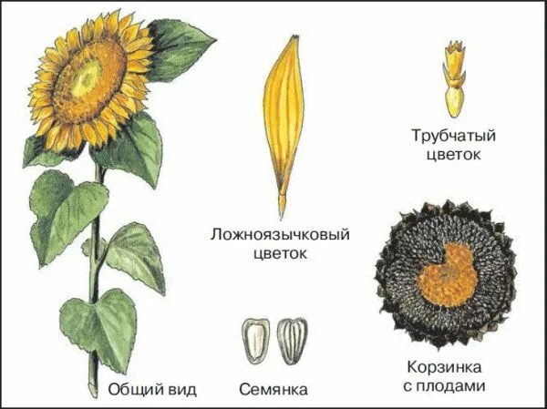 На верхушке стебля подсолнечника расположено огромное соцветие