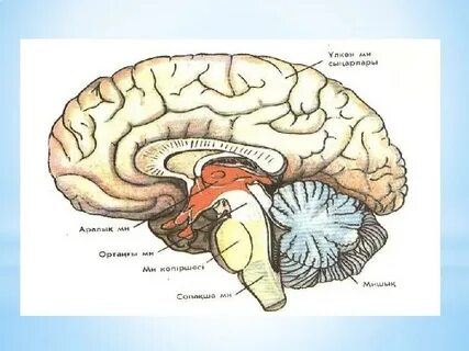 Желіде көршіңнің əйелін бля