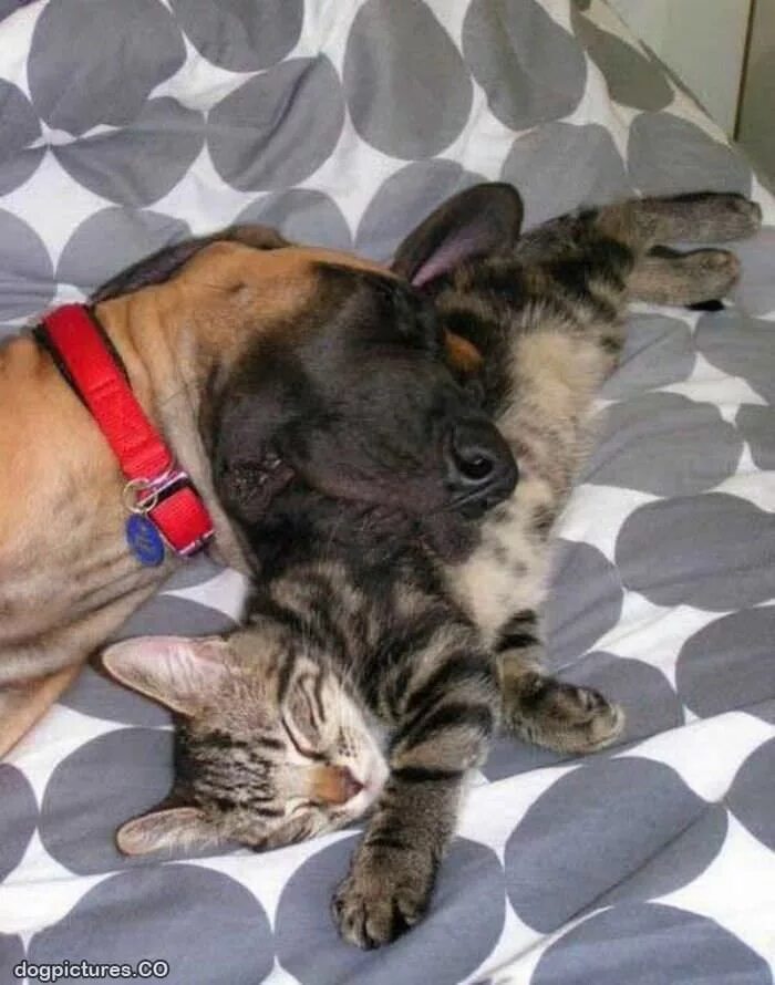 Собака ловит кошку. Кошки и собаки. кошки и собаки приколы. приколы с котами и собаками. фото кошек и собак.
