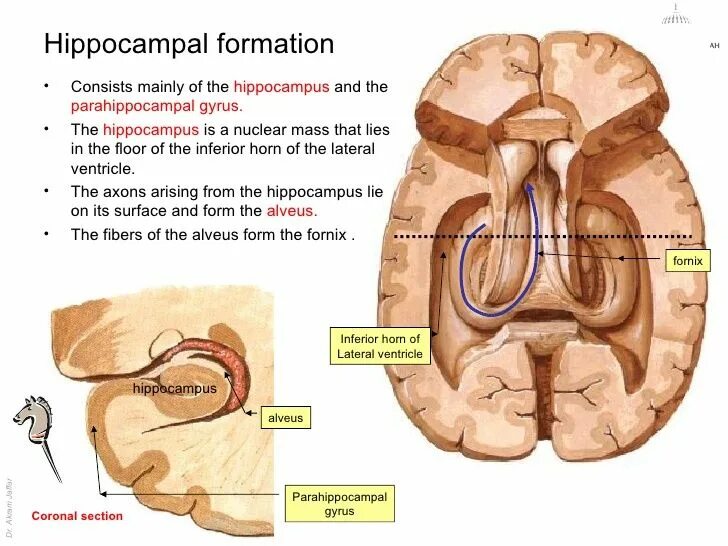 Повреждение гиппокампа. Альвеус гиппокампа. Анатомия гиппокампа. Строение гиппокампа анатомия. Гиппокамп гистология.