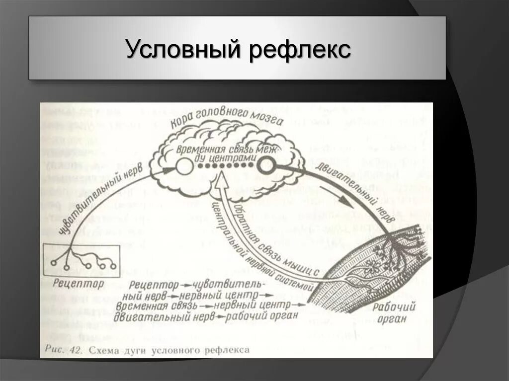 Формирование безусловного рефлекса