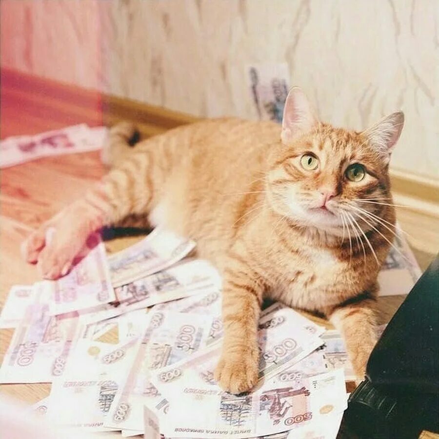 Кот брайана мапса. Тигра брайан мапс. кот тигра брайан мапс. тигра кошка брайана. код тигра брайна мапса.