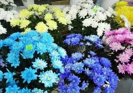Тысячи различных цветов наполняли
