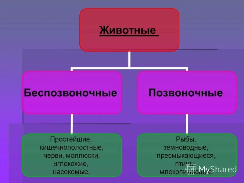 3 типа беспозвоночных животных. Беспозвоночные классификация. систематика позвоночных и беспозвоночных. основные типы беспозвоночных. классификация животных позвоночные беспозвоночные.
