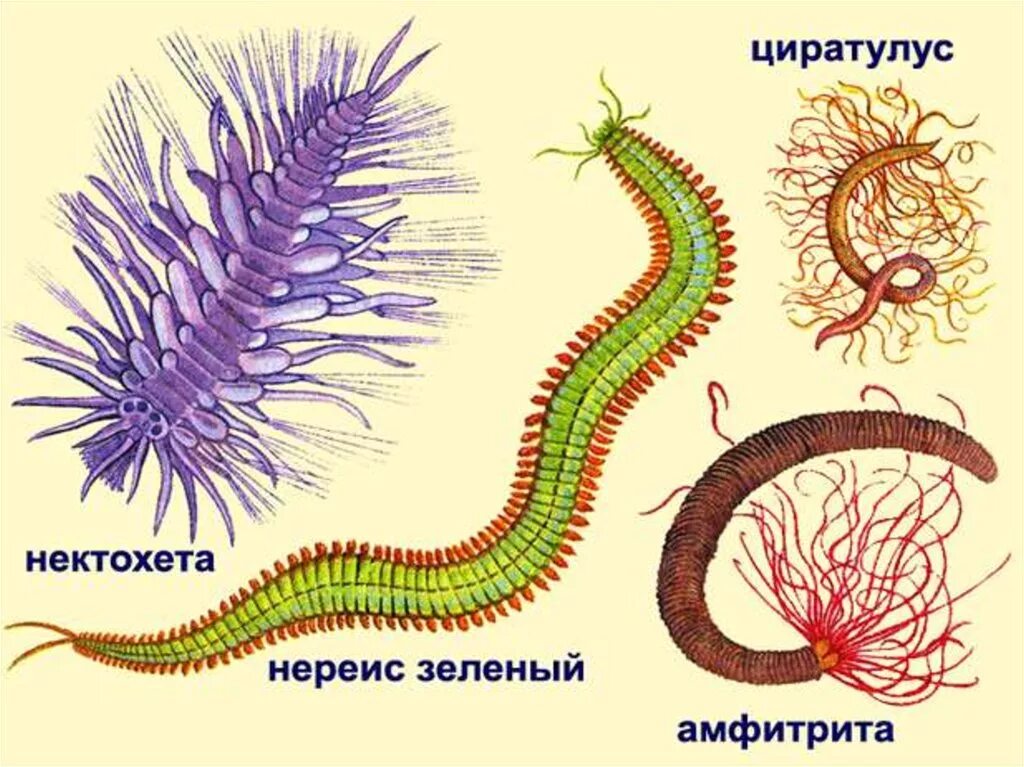 Приведите три примера кольчатых червей. Nereis многощетинковые черви. Представители многощетинковых червей. Тип кольчатые черви класс многощетинковые. Тип кольчатые черви полихеты.