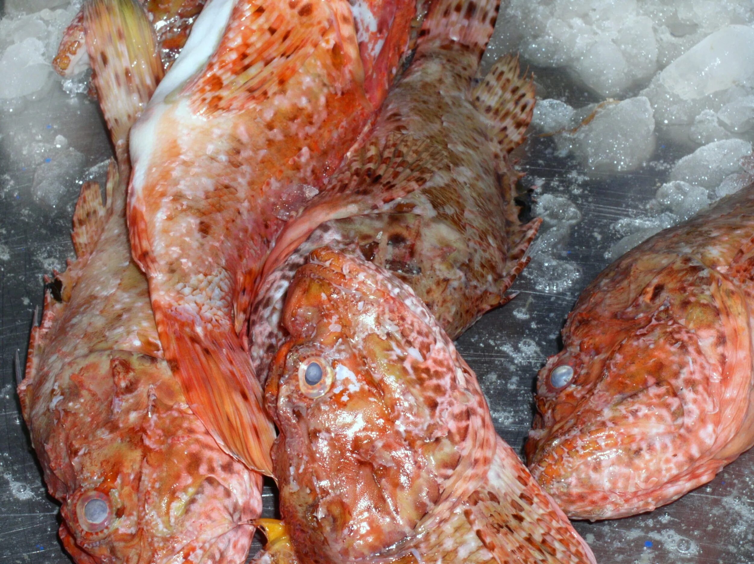 Meat sea