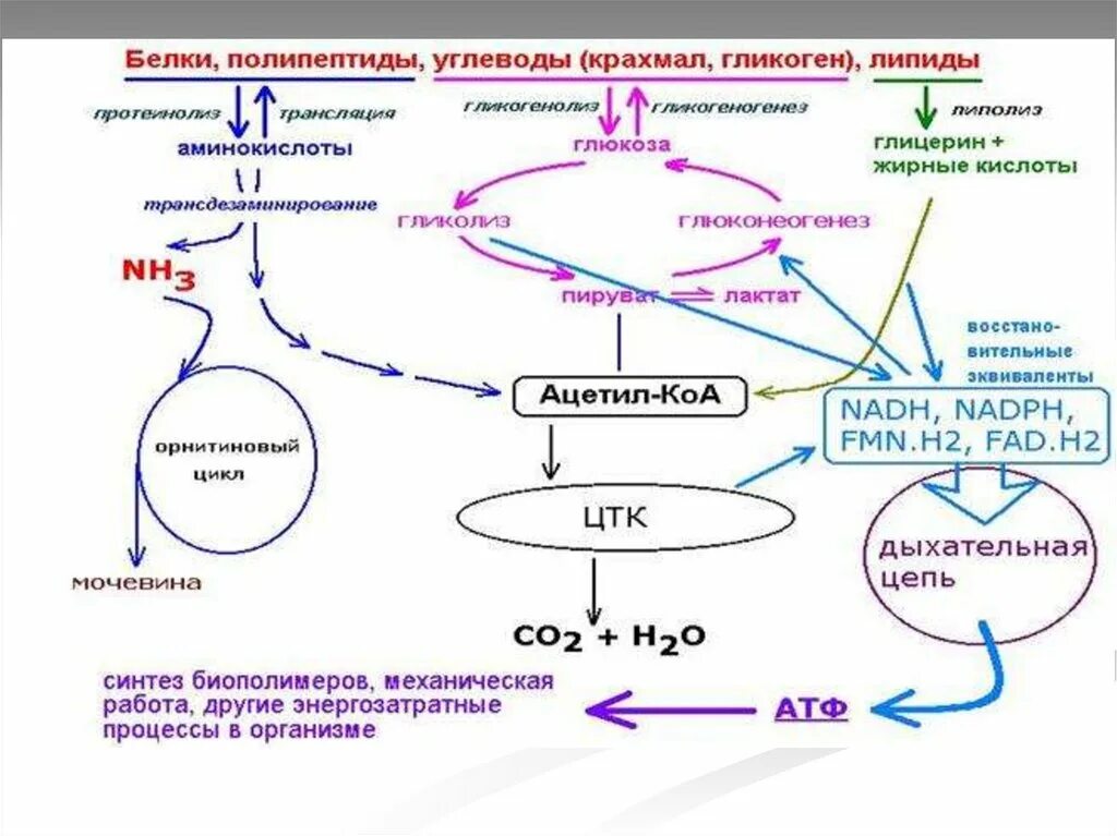 Ферменты превращения глюкозы в гликоген. Схема обмена веществ в организме метаболизм. Обмен веществ метаболизм схема. Схема взаимосвязи обмена веществ и энергии. Общая схема обмена веществ биохимия.