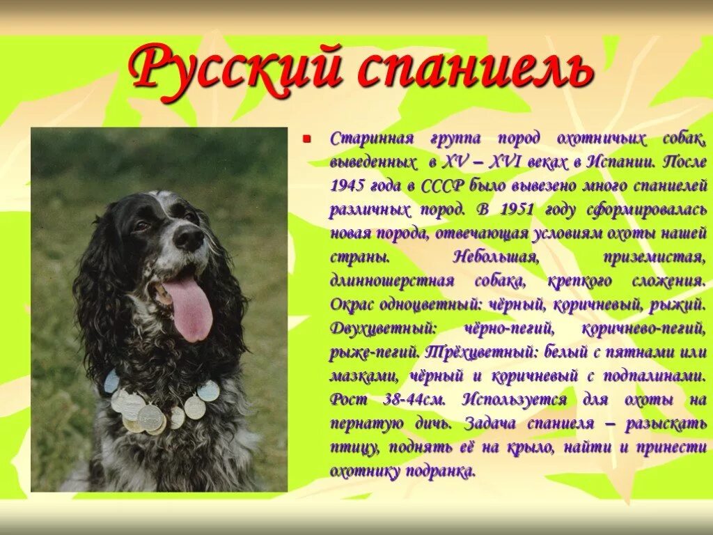 Клички кокеров. Имена для собак мальчиков спаниель. Имя для спаниеля мальчика. Клички для собак русский спаниель. Имена для собак спаниель.