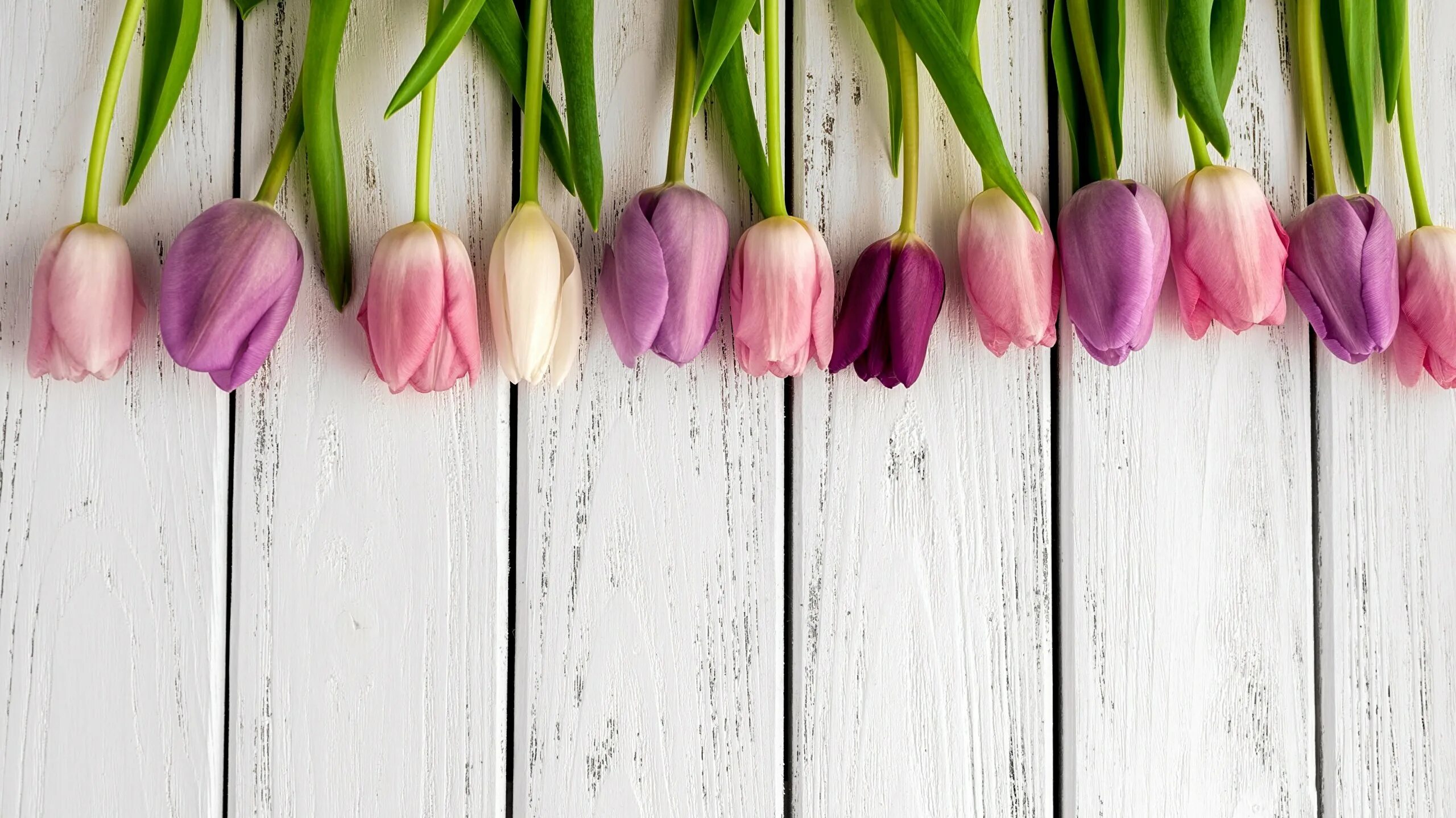 Тюльпаны фон. Цветы на деревянном фоне. Красивый фон с тюльпанами. Обои на телефон красивые тюльпаны