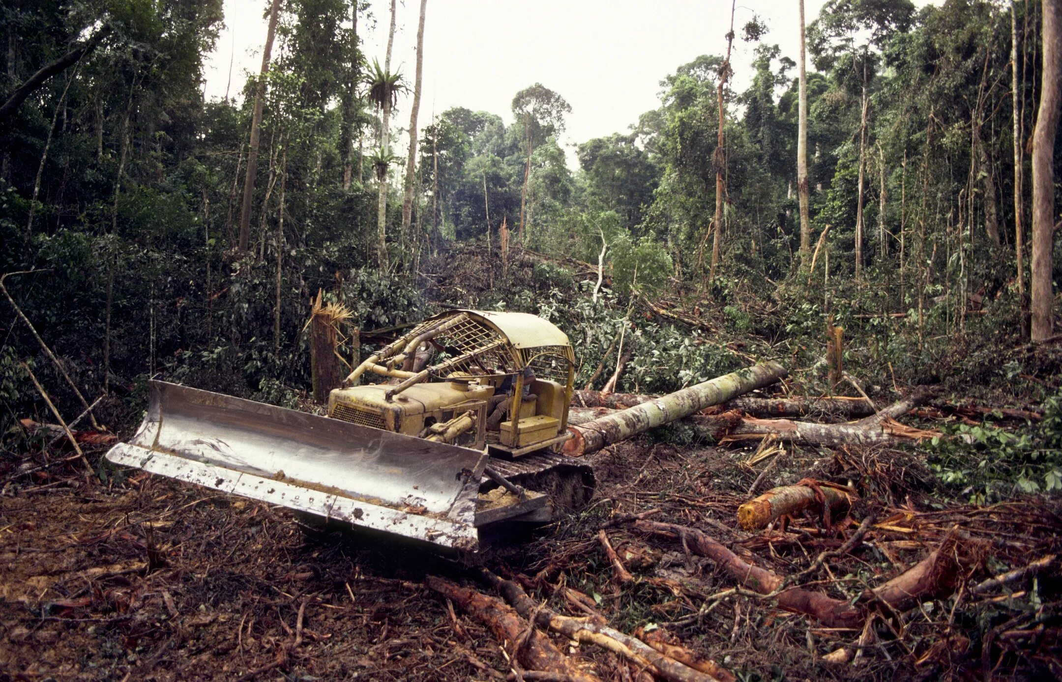 Destroy wildlife. Вырубка тропических лесов. Разрушение тропических лесов. Уничтожение мест обитания. Уничтожение мест обитания животных.