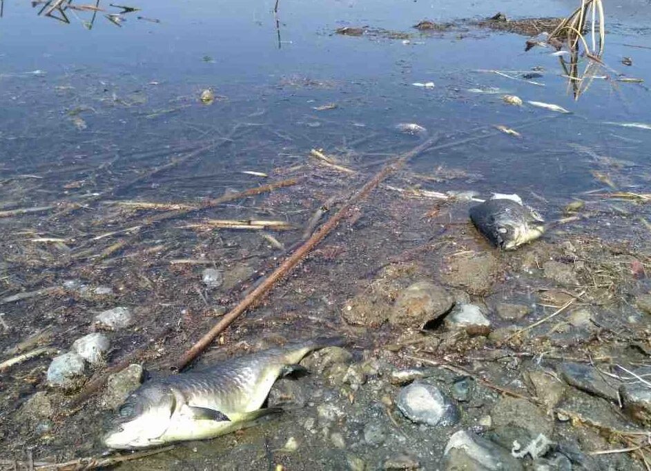 Река Пышма грязная. Рыбы в загрязненных водоемах. Обитатели загрязненных водоемов. Обстановка на волге