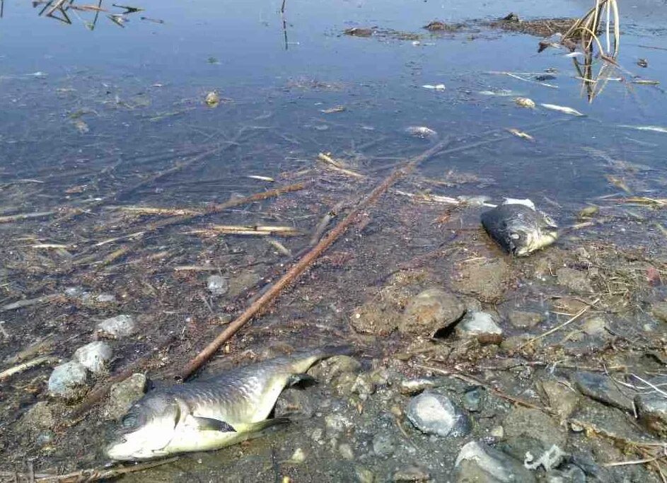 Обстановка на волге. Река Пышма грязная. Рыбы в загрязненных водоемах. Обитатели загрязненных водоемов.