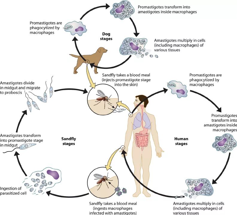 Жизненный цикл возбудителя. Лейшматания донования жизненный цикл. Цикл развития лейшмании схема. Схема жизненного цикла развития лейшмании. Схема жизненного цикла Leishmania donovani.