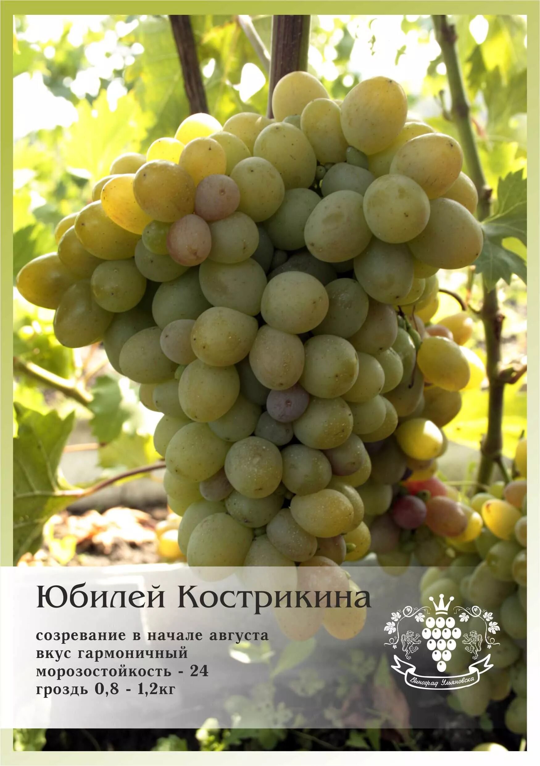 Плодопитомник : Юбилейный Новгорода