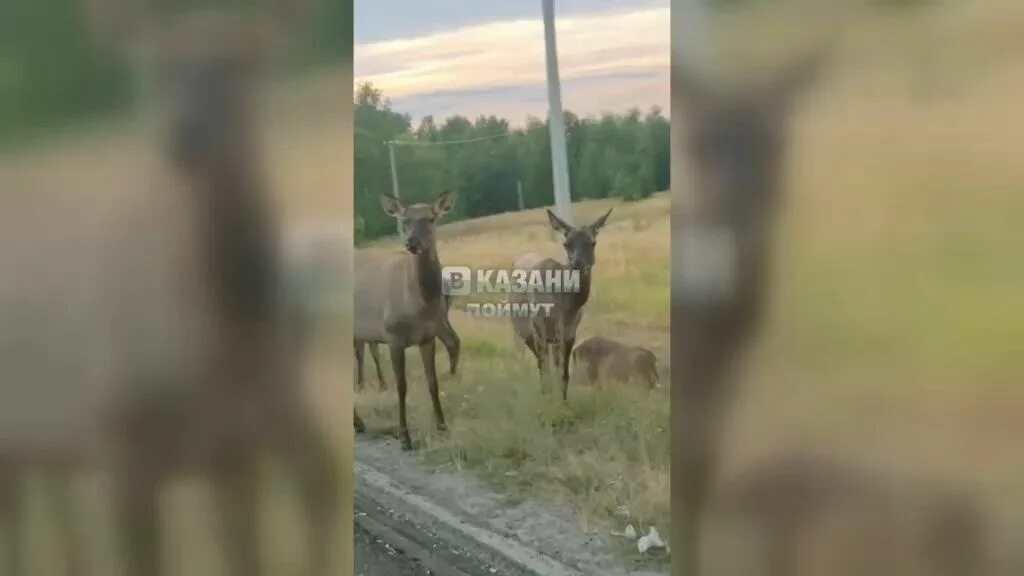 Косули. Косуля в Подмосковье. Косуля на трассе Казань. Нашествие косуль