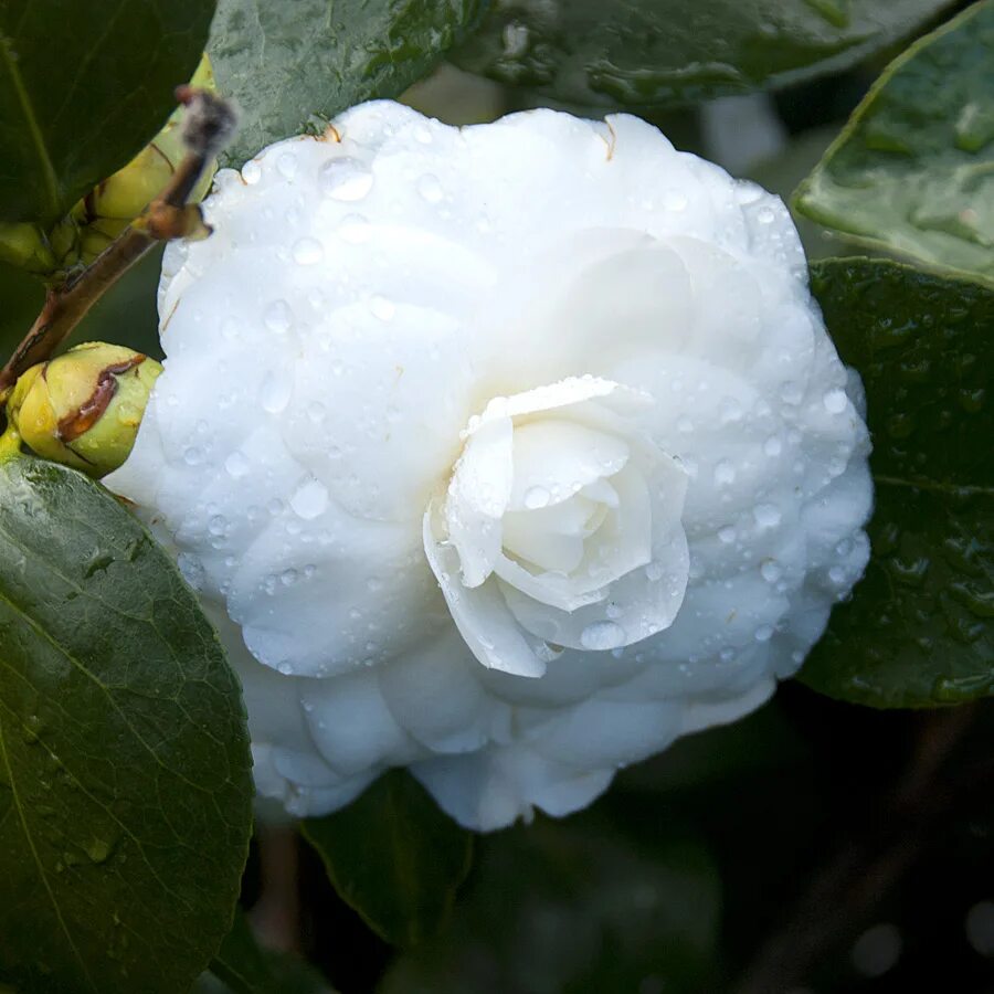 Каталог камелий. Миддлемист Камелия. Камелия Вьюн. Camellia japonica Nuccio. Камелия williamsii.