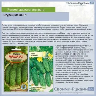 Огурцы партенокарпические лучшие сорта