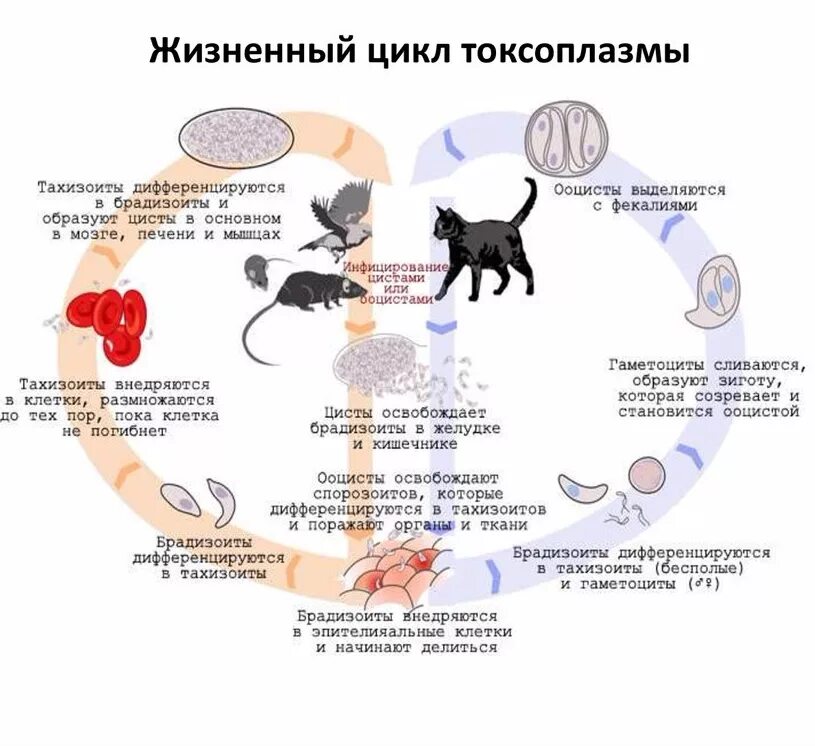 Стадии жизненного цикла цисты