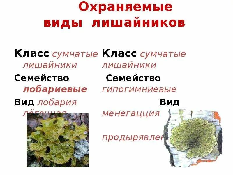 Сделайте описание лишайника по следующему плану какую