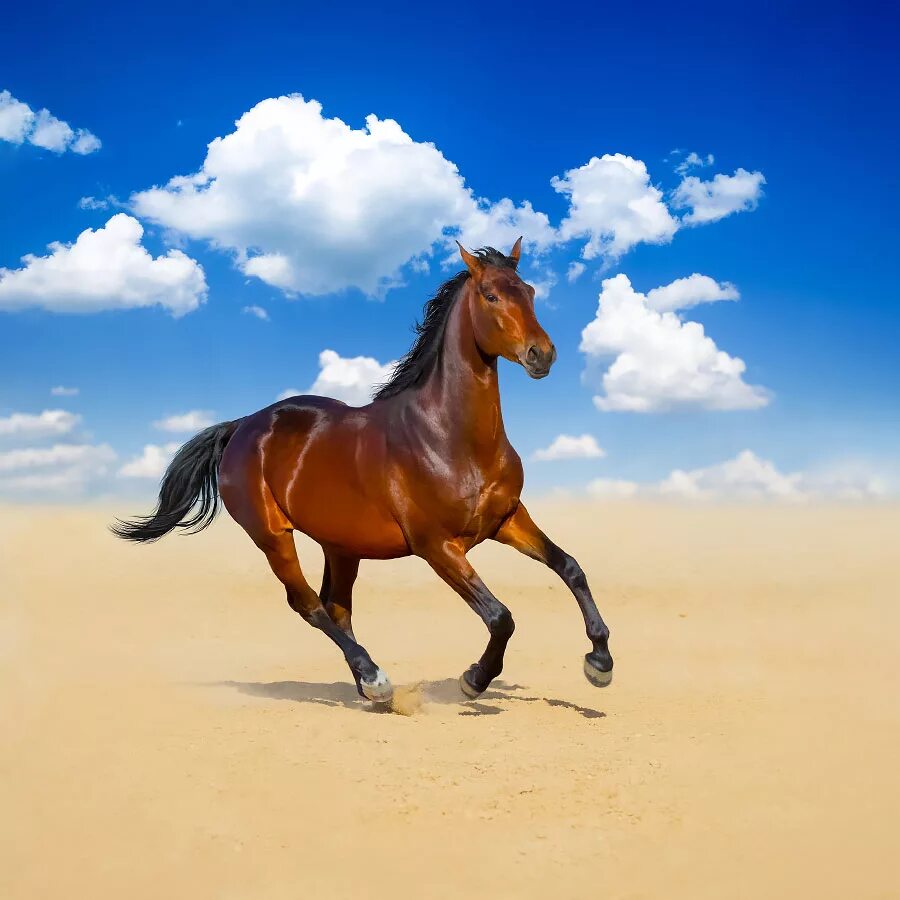 Дикие лошади. Лошадь 2 8. Лошадь 2 8. Жеребенок. Пара лошадей.