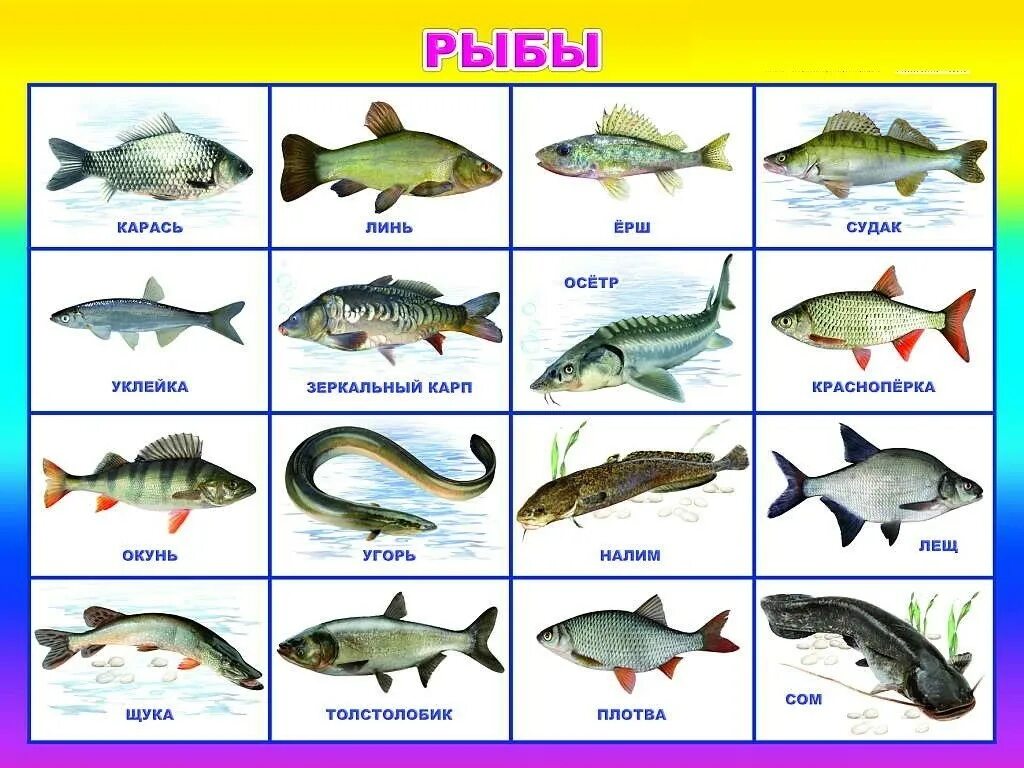 Улов 4 буквы. Название рыб. Речные рыбы названия. Морские и речные обитатели. Рыбы с названиями для детей.