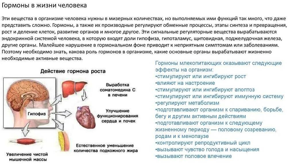 Сколько вырабатывает организм