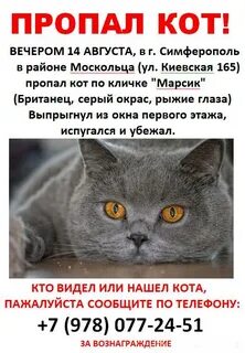 Что делать если потерялся котенок