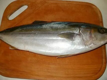 Рыба похожая на скумбрию