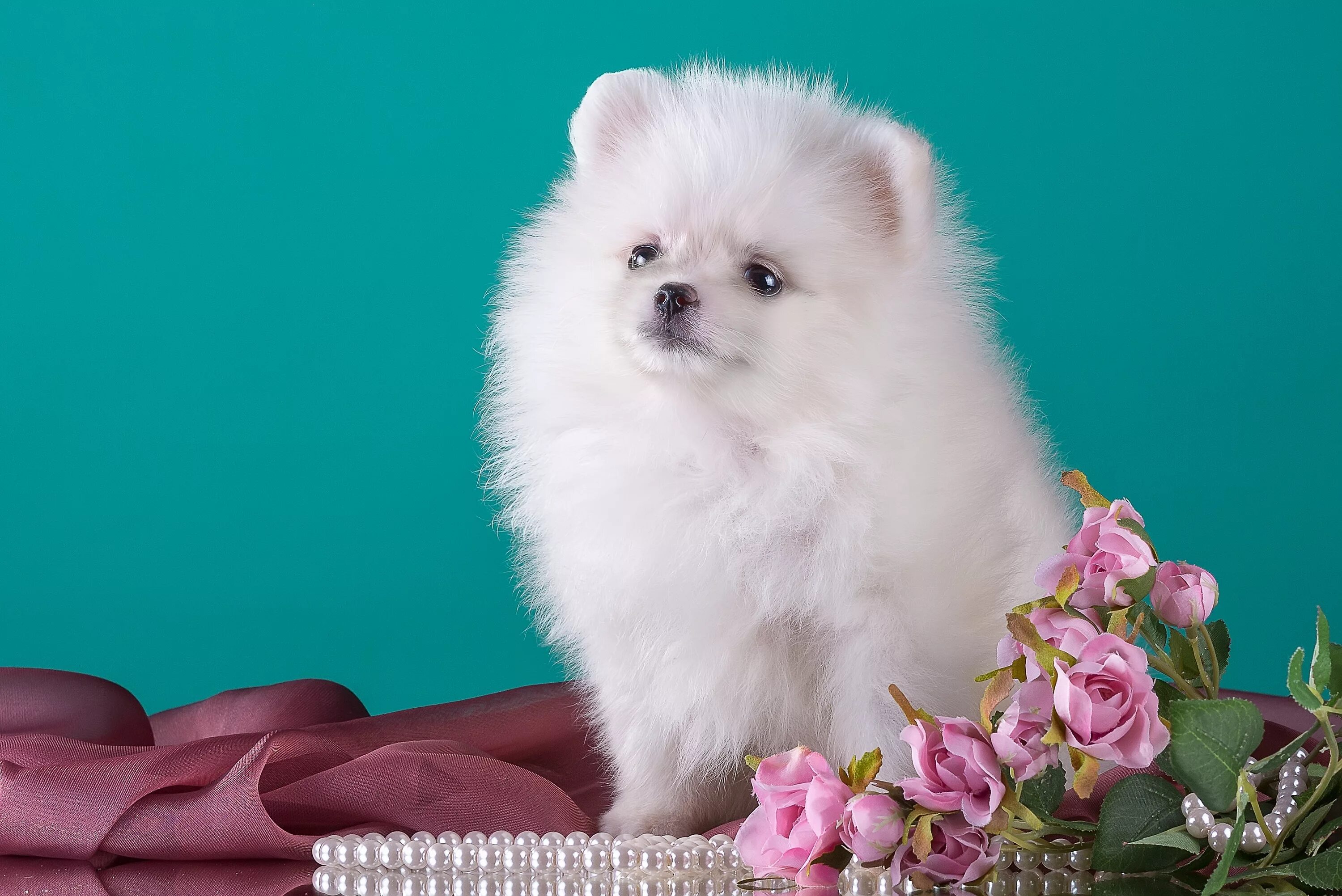 Краса пушистый. Милые котики. Белый пушистый котенок. Шпиц флаффи. Шпиц померанский карликовый белый.