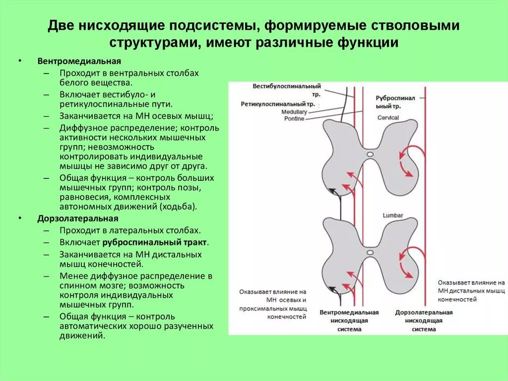 Нисходящая система. Ретикуло спинномозговой путь. Латеральный ретикулоспинальный тракт. Ретикуло спинномозговой путь функция. РЕТИКУЛА спинальный путь.