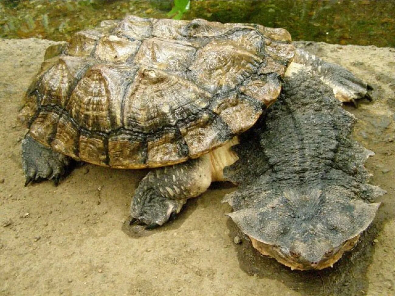 Черепаха редкие виды. Черепаха Матамата. Черепаха-гигант Матамата. Бахромчатая черепаха. Бахромчатая черепаха (мата-мата).